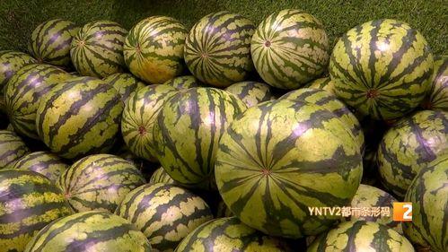 麒麟瓜种子价格最新行情今日