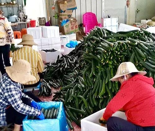 崖州瓜菜今日价格,新鲜直供，实惠之选