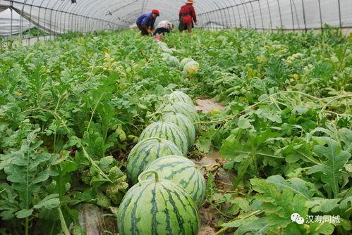 今日大瓜墙,揭秘娱乐圈最新热点事件