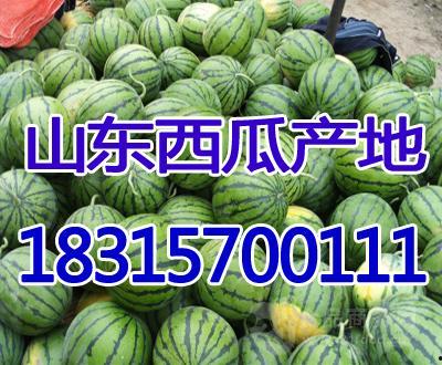 今日吊瓜批发,新鲜上市，品质保证