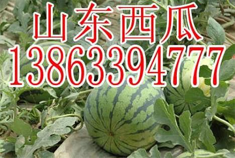 今日吊瓜批发,新鲜上市，品质保证