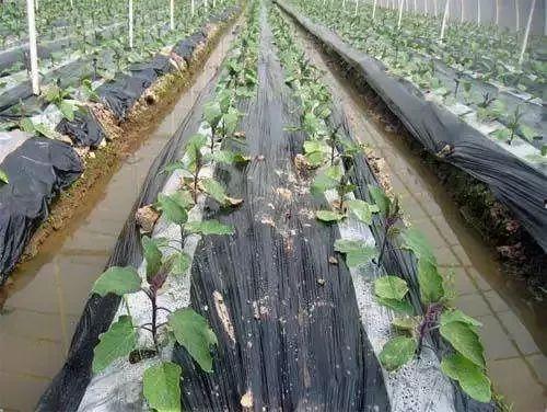 地膜瓜今日价格,膜下种植新宠儿价格走势解析