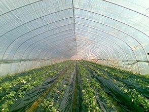 地膜瓜今日价格,膜下种植新宠儿价格走势解析