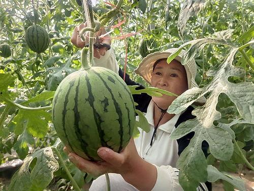 魏县小吊瓜今日价格,价格行情一览”