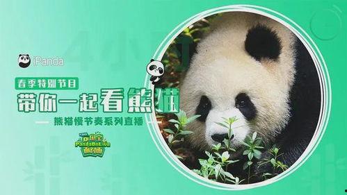 明星网红看熊猫是谁,揭秘“熊猫界”的神秘魅力