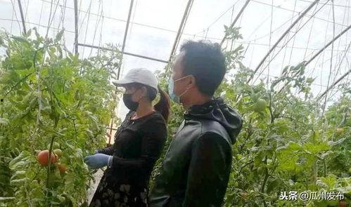 今日瓜州县棉花价格,涨跌波动背后的市场解析