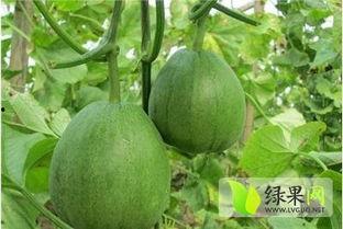 山东单县脆梨瓜今日价格,价格行情一览