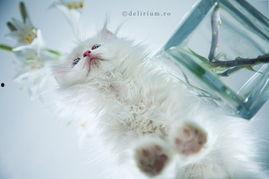 明星网红为狗狗猫猫发声,明星网红助力动物权益，关爱毛孩公益行动