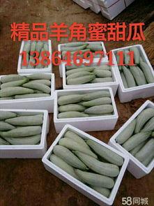 羊角蜜田瓜价格今日,市场动态揭秘”
