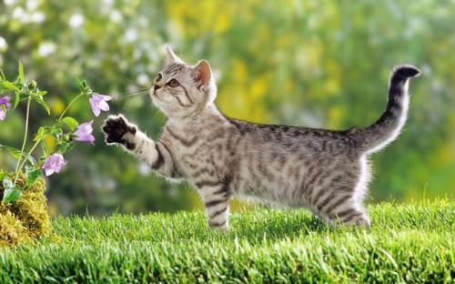 猫瓜草今日价格表,市场行情一览