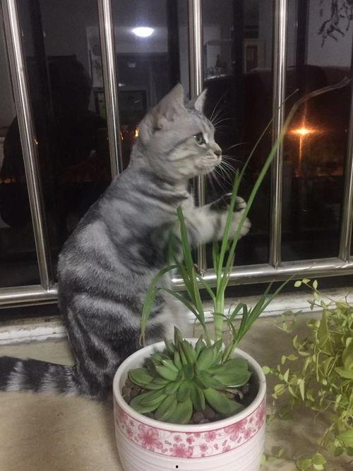 猫瓜草今日价格表,市场行情一览
