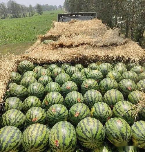 今日份吃瓜成都,今日份吃瓜大揭秘