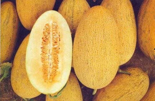 甘肃今日哈密瓜价格