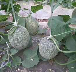 2024甘肃哈密瓜今日价格行情