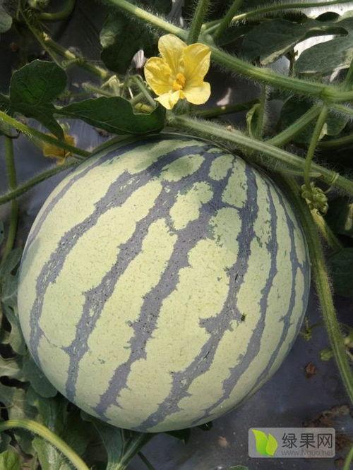 8424今日瓜价,市场动态一览