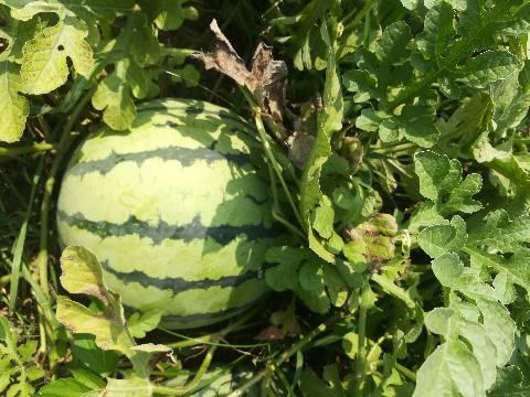 8424今日瓜价,市场动态一览