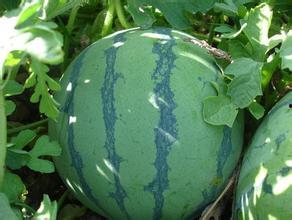 8424今日瓜价,市场动态一览