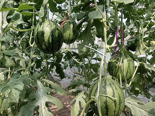 开封县小吊瓜今日价格,价格行情一览”