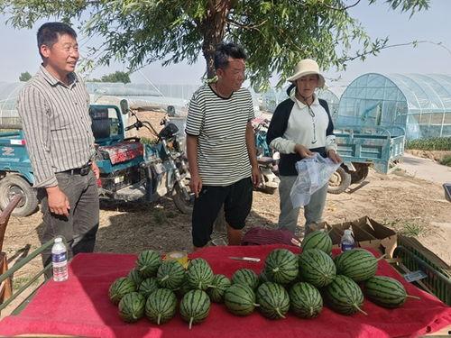 开封县小吊瓜今日价格,价格行情一览”