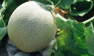 脆甜哈密瓜今日价格,市场行情一览”