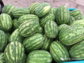 今日菜同瓜价格