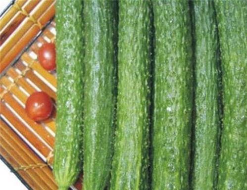 今日菜同瓜价格