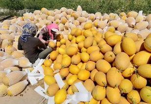 嘉兴市哈密瓜今日价格,品质佳品，实惠之选