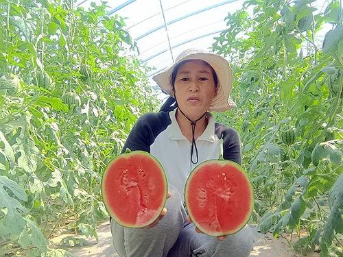 中牟吊瓜价格今日行情表,价格波动解析