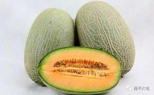 桃源今日哈密瓜在哪里,探寻哈密瓜的神秘源地
