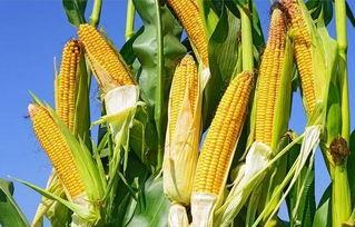 海南吊瓜今日行情,丰收季里的价格波动与市场动态