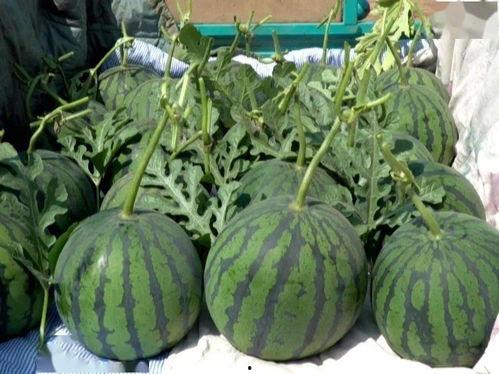 海南吊瓜今日行情,丰收季里的价格波动与市场动态