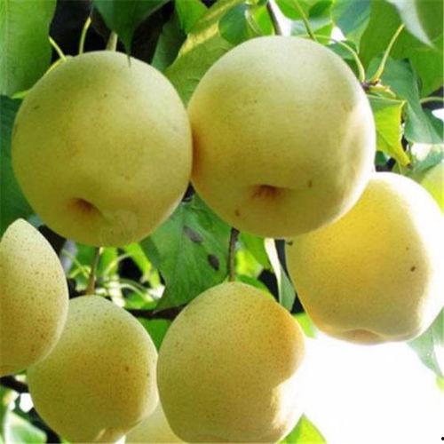 东台瓜价今日,新鲜瓜果价格动态盘点