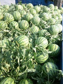 东台瓜价今日,新鲜瓜果价格动态盘点