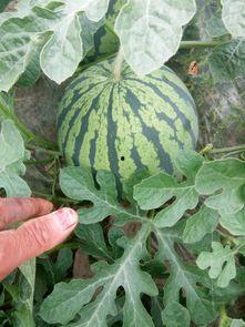 东台瓜价今日,新鲜瓜果价格动态盘点