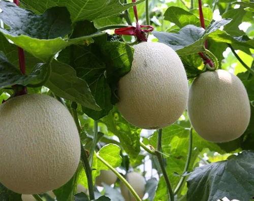 开鲁网纹瓜今日价格批发,今日价格行情一览