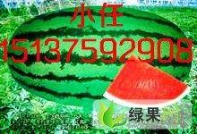 今日新疆瓜价是多少,新鲜美味，价格实惠