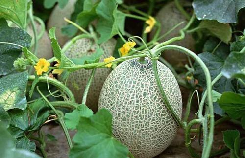 今日新疆瓜价是多少,新鲜美味，价格实惠