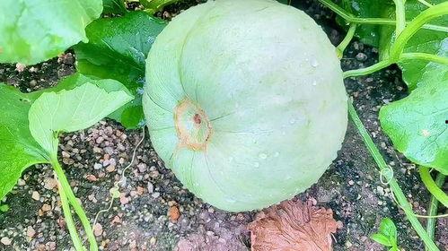 今日博阳瓜价格,新鲜瓜果市场动态一览