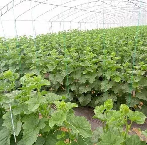 寿光鲁厚甜网纹瓜的今日价格,价格行情一览”