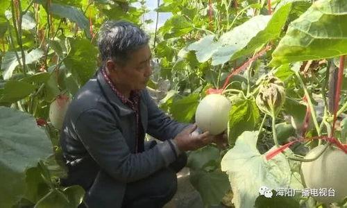 寿光鲁厚甜网纹瓜的今日价格,价格行情一览”