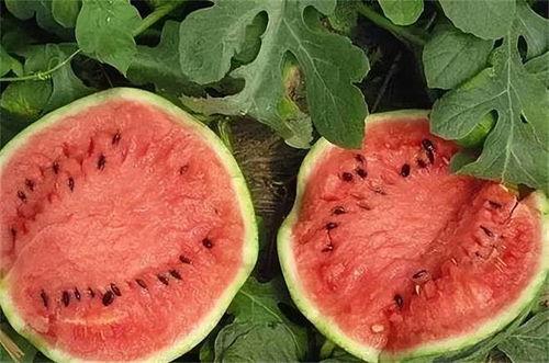 西瓜麒麟瓜批发今日行情,价格波动与供需分析”