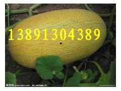 陕西哈密瓜今日价格