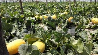 陕西哈密瓜今日价格