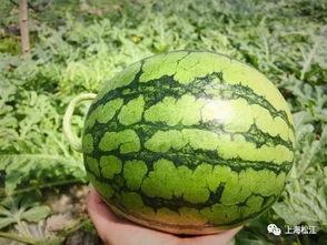 今日热点无人卖瓜