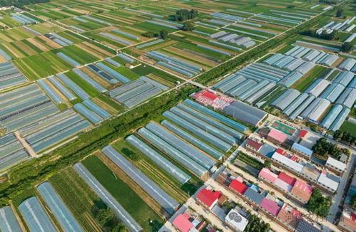 中牟县吊瓜今日行情,丰收喜人，价格稳中有升