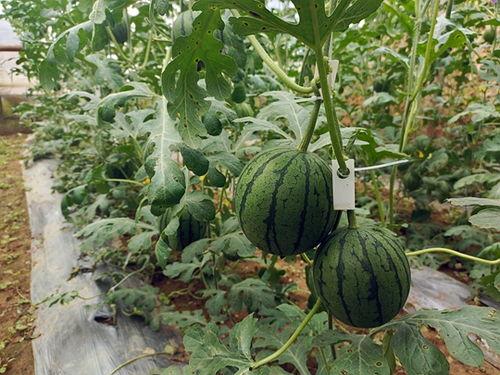 中牟县吊瓜今日行情,丰收喜人，价格稳中有升