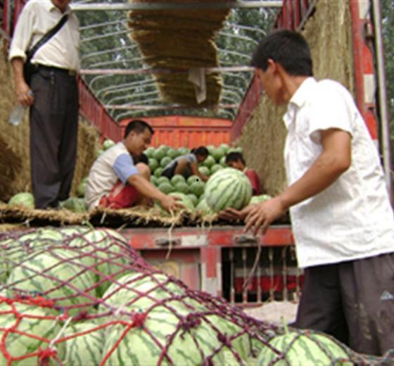 今日瓜价最新行情开封,今日瓜价波动，新鲜资讯一览”