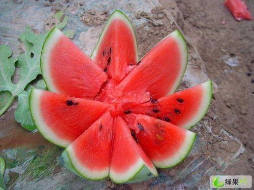 今日瓜价最新行情开封,今日瓜价波动，新鲜资讯一览”