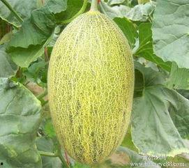 潍坊哈密瓜今日价格行情,价格行情一览