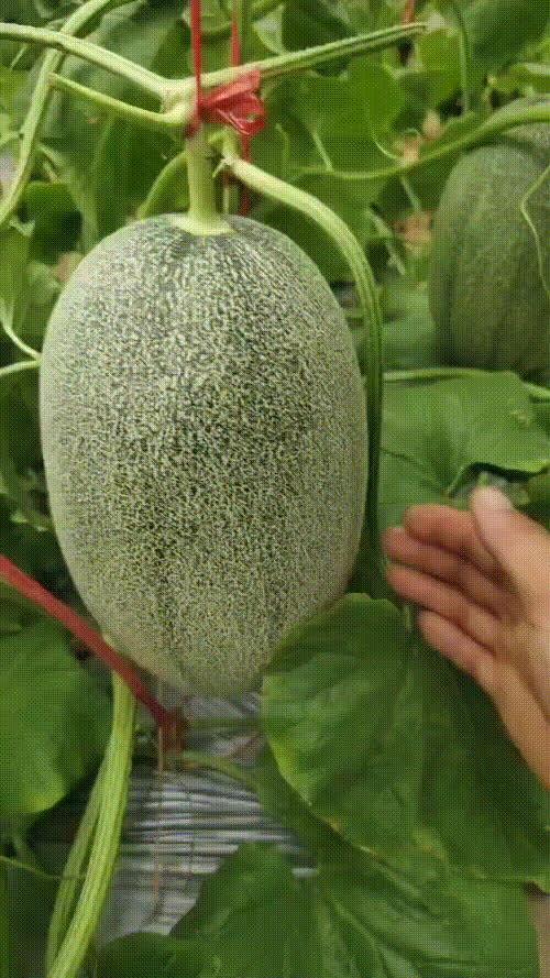 山东哈密瓜价今日价格,新鲜美味抢购正当时